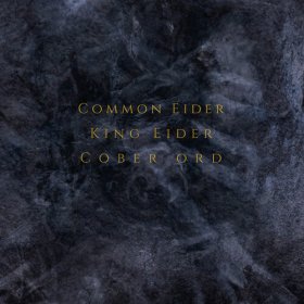 Common Eider, King Eider / Cober Ord: PALIMPSESTE CD