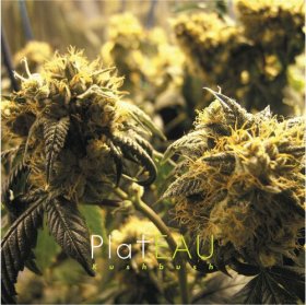 (image for) Plateau: KUSHBUSH (GREEN) VINYL 2XLP